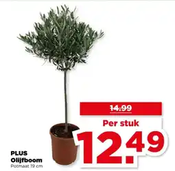 PLUS Plus olijfboom aanbieding