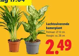Lidl Luchtzuiverende kamerplant aanbieding