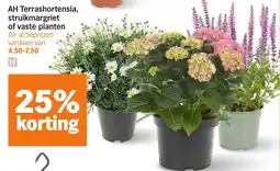 Albert Heijn AH Terrashortensia, struikmargriet of vaste planten aanbieding