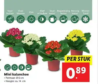 Lidl Mini Kalanchoe aanbieding