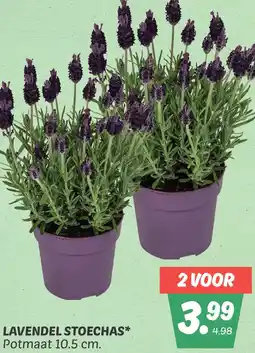 Dekamarkt Lavendel stoechas aanbieding