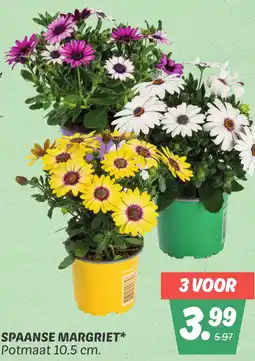 Dekamarkt Spaanse margriet aanbieding