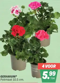 Dekamarkt Geranium aanbieding