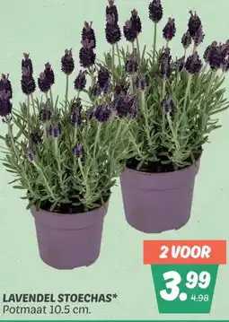 Dekamarkt LAVENDEL STOECHAS aanbieding