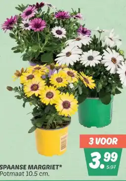 Dekamarkt SPAANSE MARGRIET aanbieding