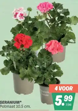 Dekamarkt GERANIUM aanbieding