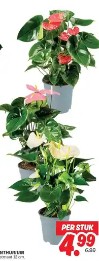 Dekamarkt ANTHURIUM aanbieding