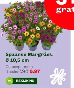 Welkoop Spaanse Margriet Ø 10,5 cm aanbieding