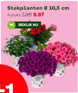 Welkoop Stekplanten Ø 10,5 cm aanbieding