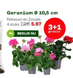 Welkoop Geranium Ø 10,5 cm aanbieding