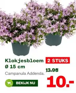 Welkoop Klokjesbloem Ø 15 cm aanbieding