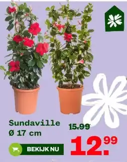 Welkoop Sundaville 0 17 cm aanbieding