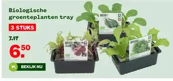 Biologische groenteplanten tray