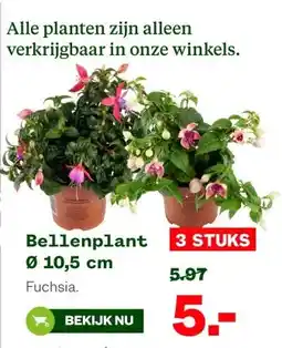 Welkoop Bellenplant Ø 10,5 cm aanbieding