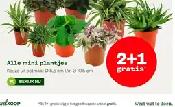 Welkoop Alle mini plantjes aanbieding