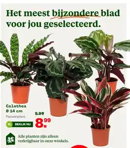 Welkoop Calathea Ø 14 cm aanbieding