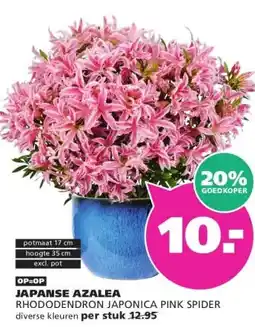 Ranzijn JAPANSE AZALEA aanbieding