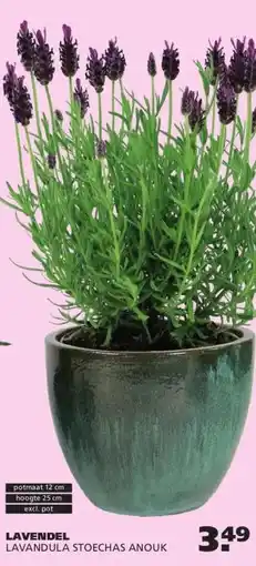 Ranzijn LAVENDEL aanbieding