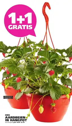 Ranzijn AARDBEIEN IN HANGPOT aanbieding