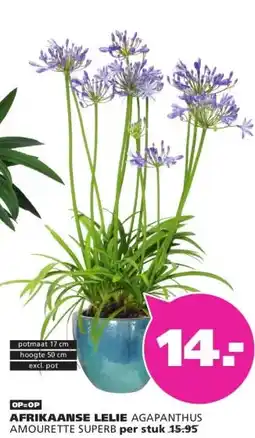 Ranzijn AFRIKAANSE LELIE aanbieding