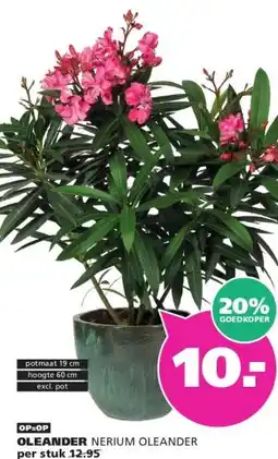 Ranzijn OLEANDER aanbieding