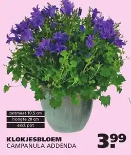Ranzijn KLOKJESBLOEM aanbieding