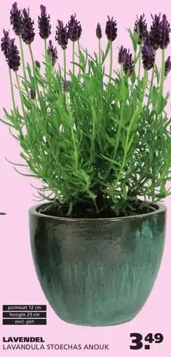 Ranzijn LAVENDEL aanbieding