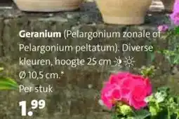 Intratuin Geranium aanbieding