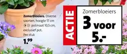 Intratuin Zomerbloeiers. aanbieding
