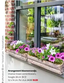Intratuin Arrangement bloemenrandje. aanbieding