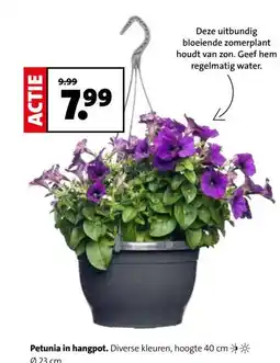 Intratuin Petunia in hangpot. aanbieding