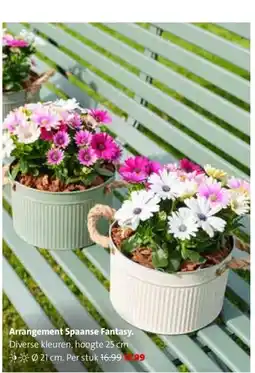 Intratuin Arrangement Spaanse Fantasy. aanbieding