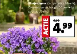 Intratuin Klokjesbloem aanbieding