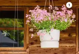 Intratuin 1. Hangpot met zomerbloeiers aanbieding