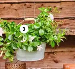 Intratuin 3. Mandevilla in hangpot aanbieding