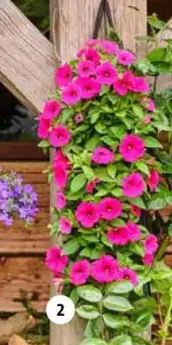 Intratuin Wandhanger met zomerbloeiers. aanbieding