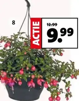 Intratuin Fuchsia in hangpot aanbieding