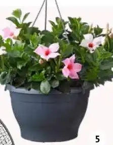 Intratuin Mandevilla in hangpot aanbieding
