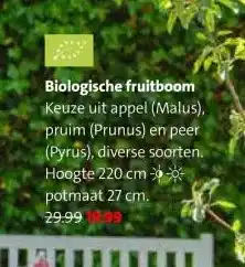 Intratuin Biologische fruitboom aanbieding