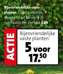 Bijenvriendelijke vaste planten. aanbieding bij Intratuin