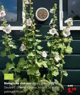 Intratuin Biologische stokroos aanbieding