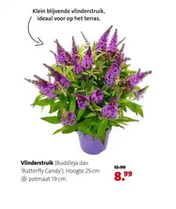 Intratuin Vlinderstruik aanbieding