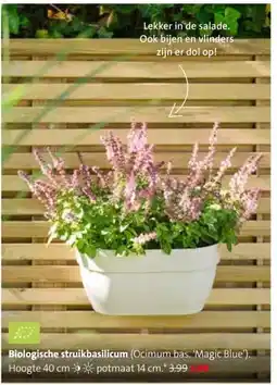 Intratuin Biologische struikbasilicum aanbieding