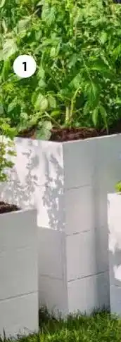 Intratuin 1. Biologische tomatenplanten. aanbieding