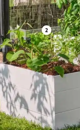 Intratuin 2. Biologische blauwe bes aanbieding