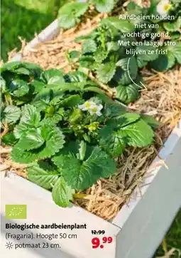 Intratuin Biologische aardbeienplant aanbieding