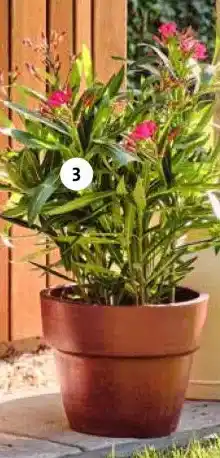 Intratuin Oleander aanbieding
