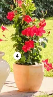 Intratuin Mandevilla op piramide ( aanbieding