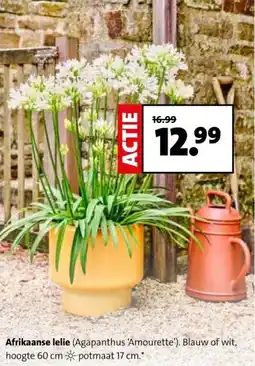 Intratuin Afrikaanse lelie aanbieding
