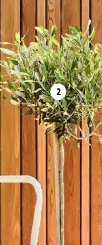 Intratuin 2. Olijfboom op stam aanbieding